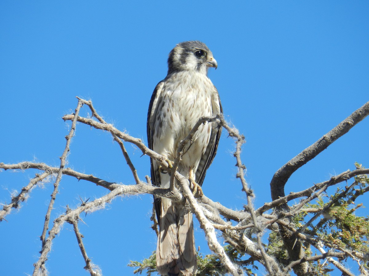 American Kestrel - ML351571311