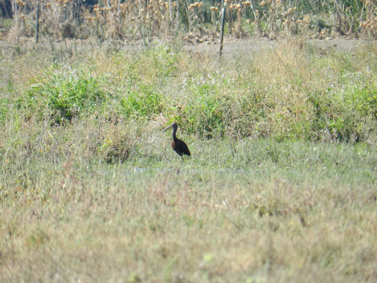 White-faced Ibis - ML351571611