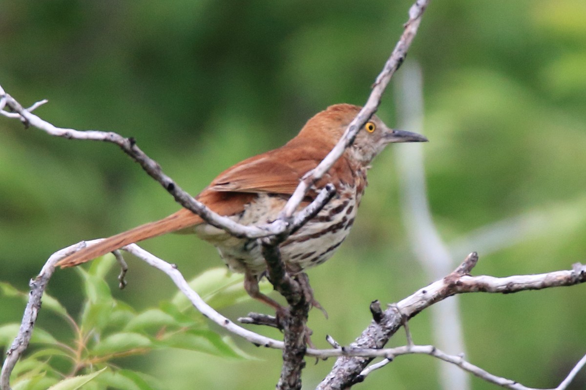 Brown Thrasher - Joseph Webber