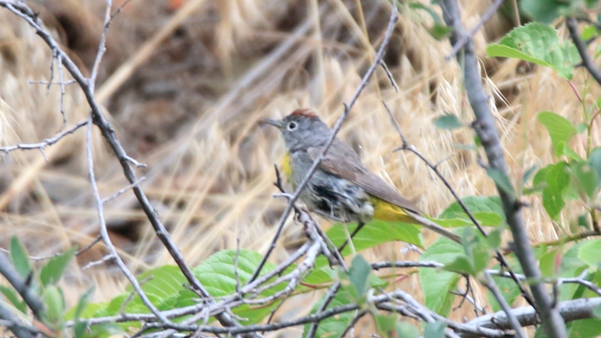 Gelbsteiß-Waldsänger - ML351572611