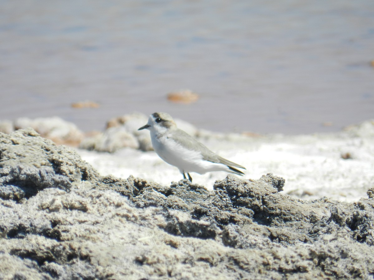 Puna Plover - ML351572651