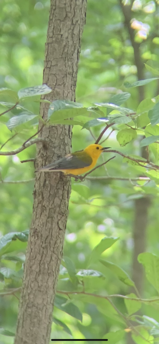 Prothonotary Warbler - ML351572661
