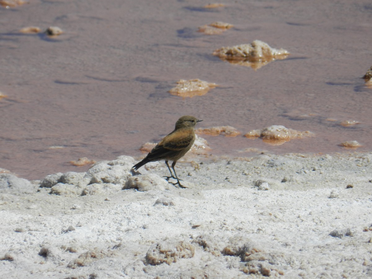 Andean Negrito - ML351572851