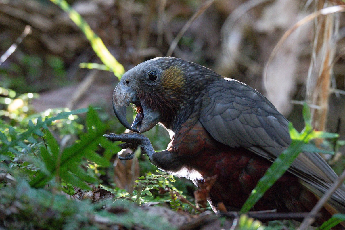 New Zealand Kaka - ML351574791