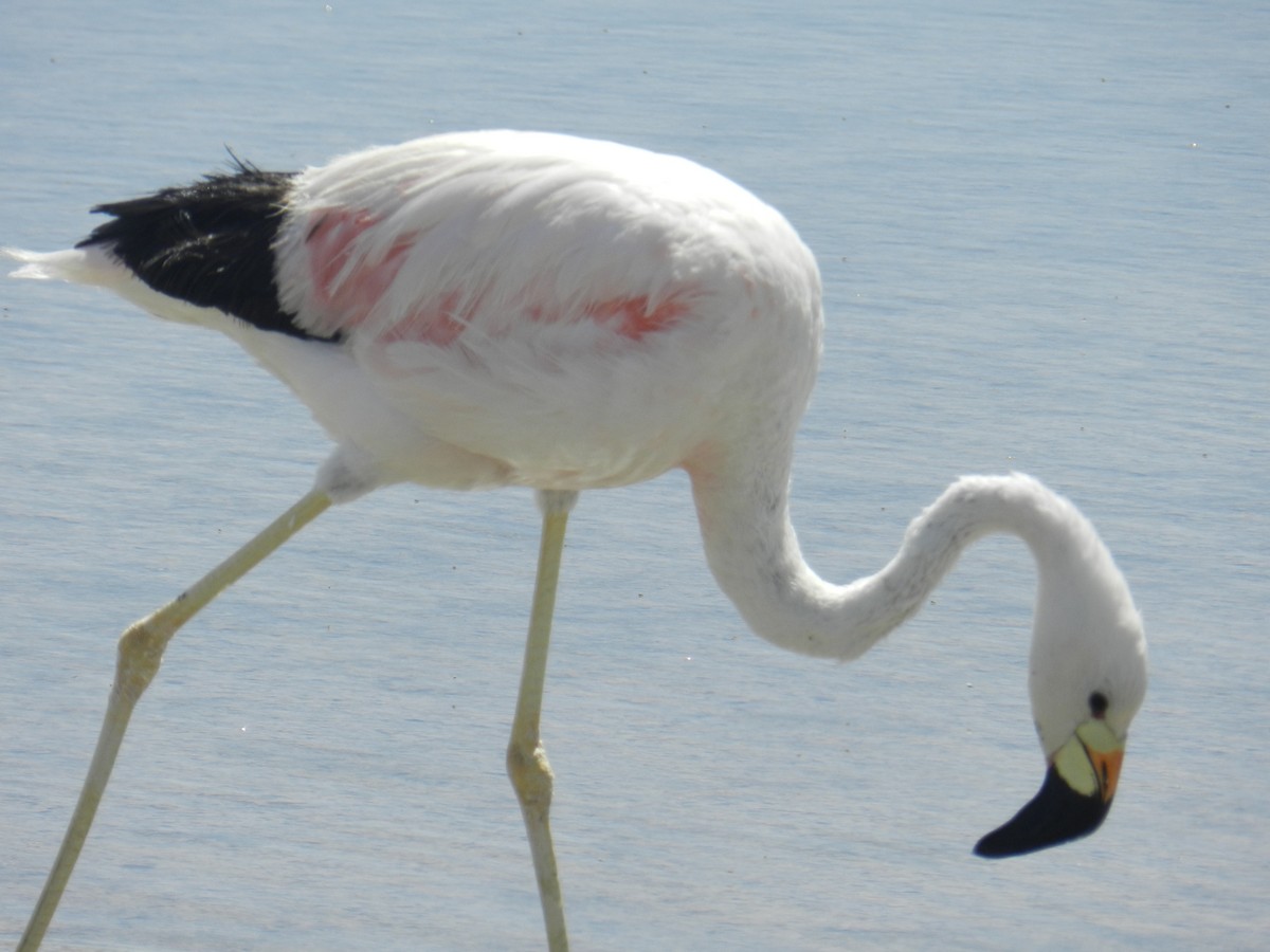 Andean Flamingo - Cristóbal Poblete