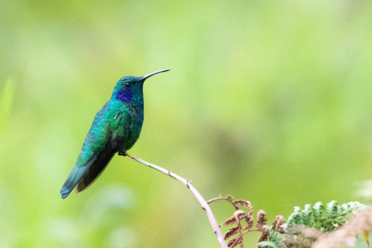 Lesser Violetear - ML351574821