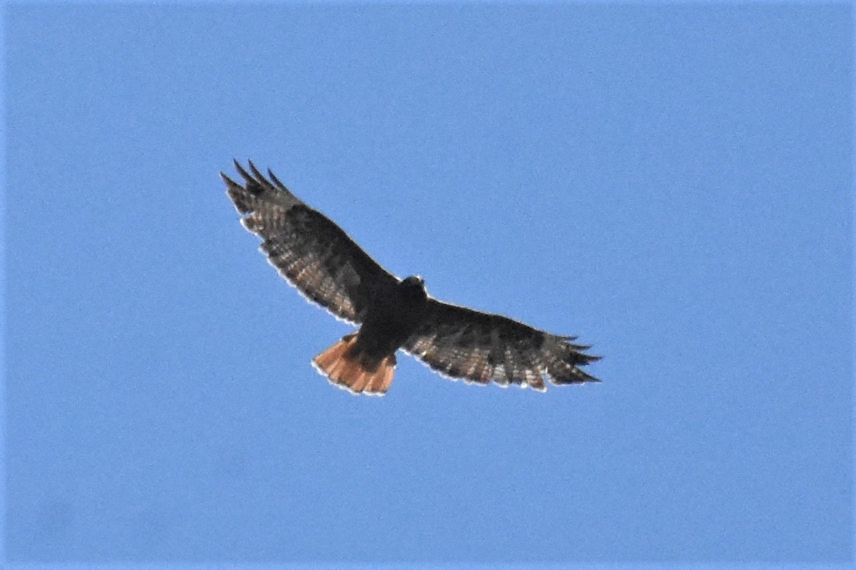 Red-tailed Hawk - ML351575221