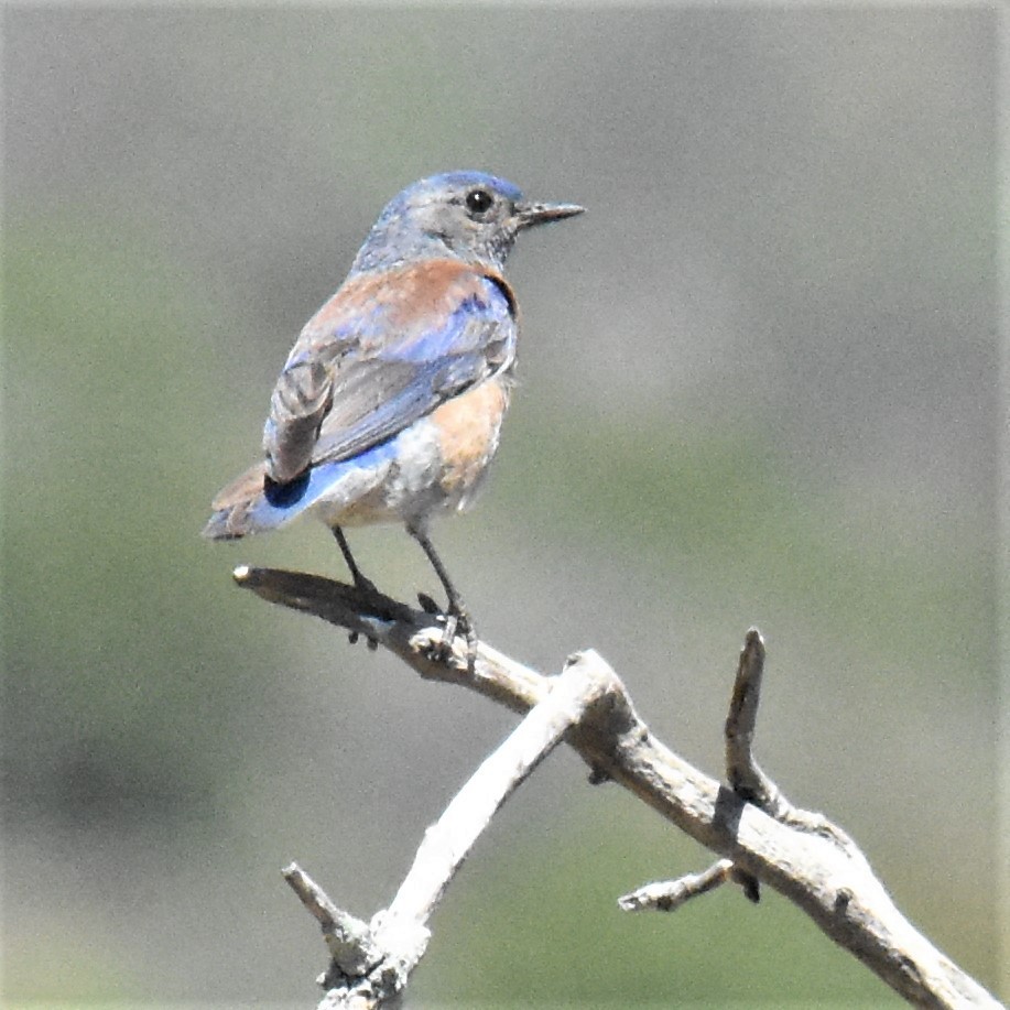 Western Bluebird - ML351575251