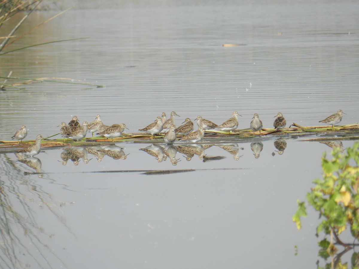 Pectoral Sandpiper - ML351575301