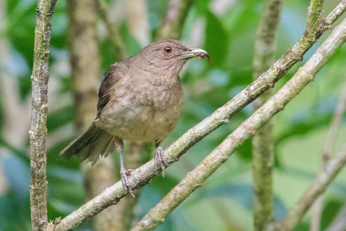 Clay-colored Thrush - ML351575311