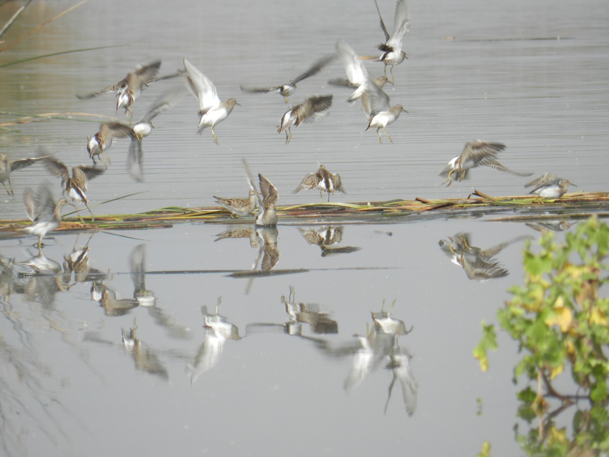 Pectoral Sandpiper - ML351575331