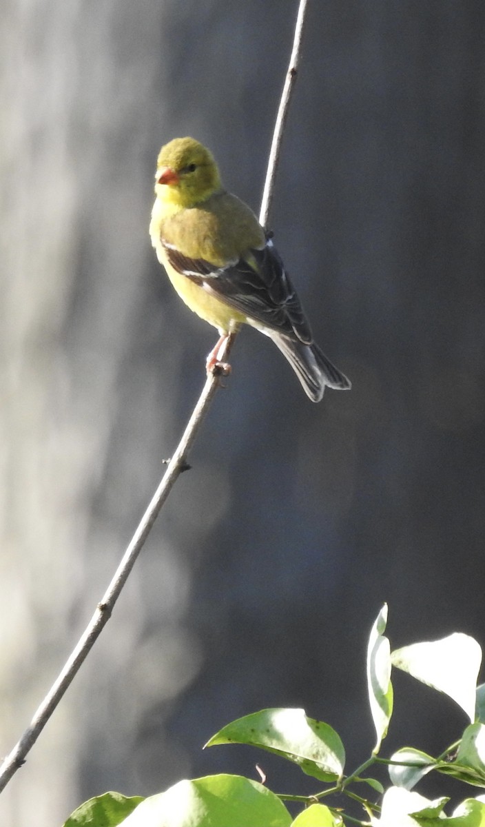 American Goldfinch - ML351575891