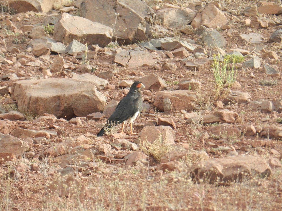 Mountain Caracara - ML351575911