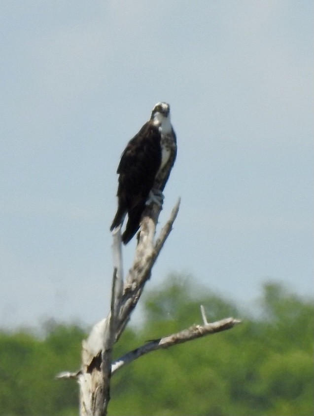 Osprey - Christopher Daniels