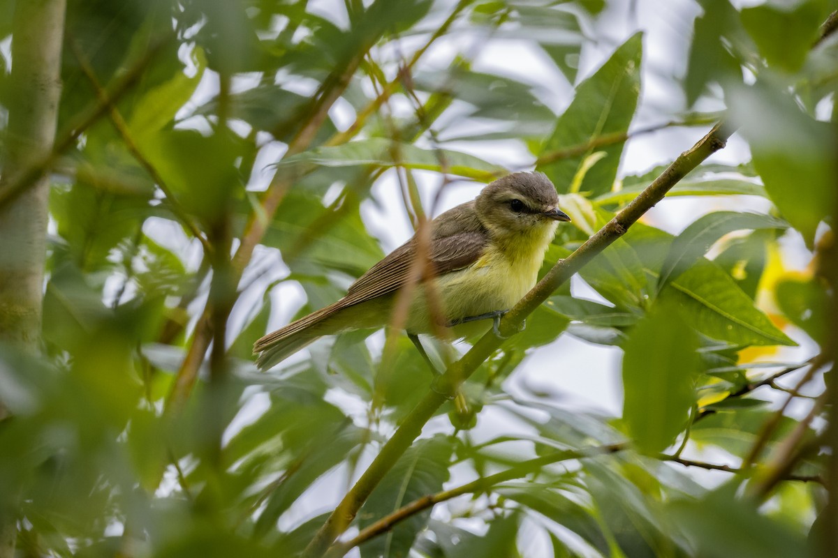 Philadelphia Vireo - ML351576791