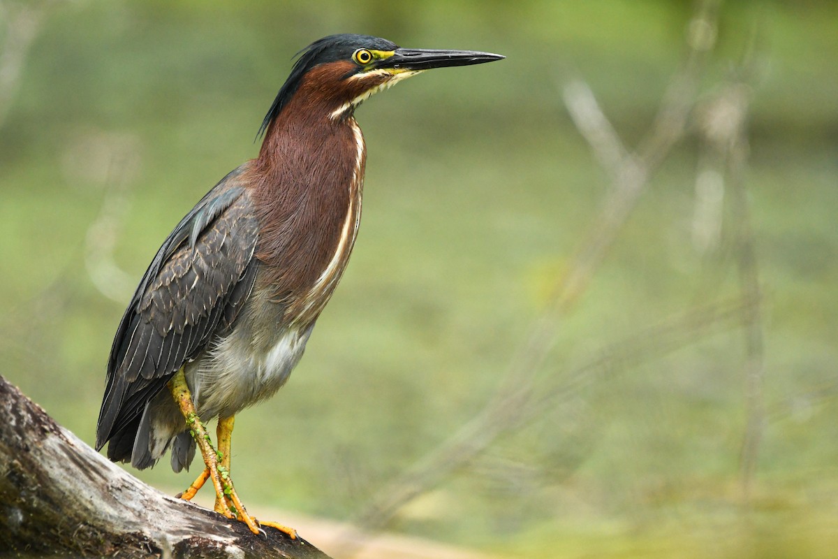 Green Heron - ML351576931