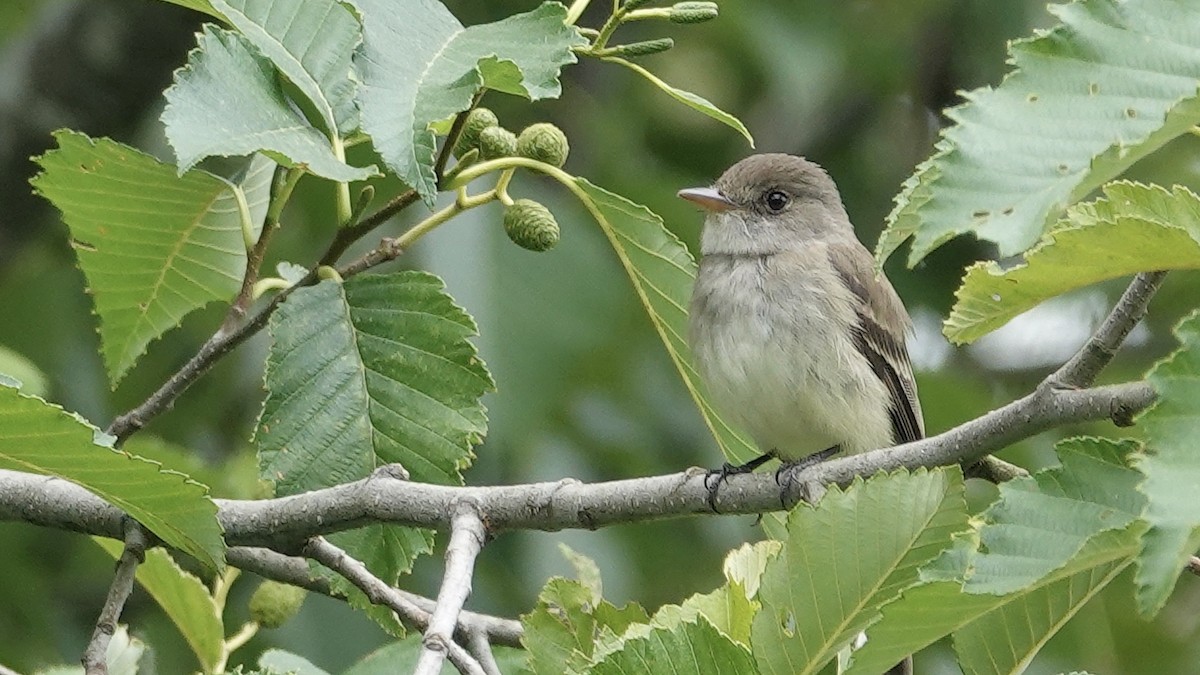 Willow Flycatcher - ML351577581