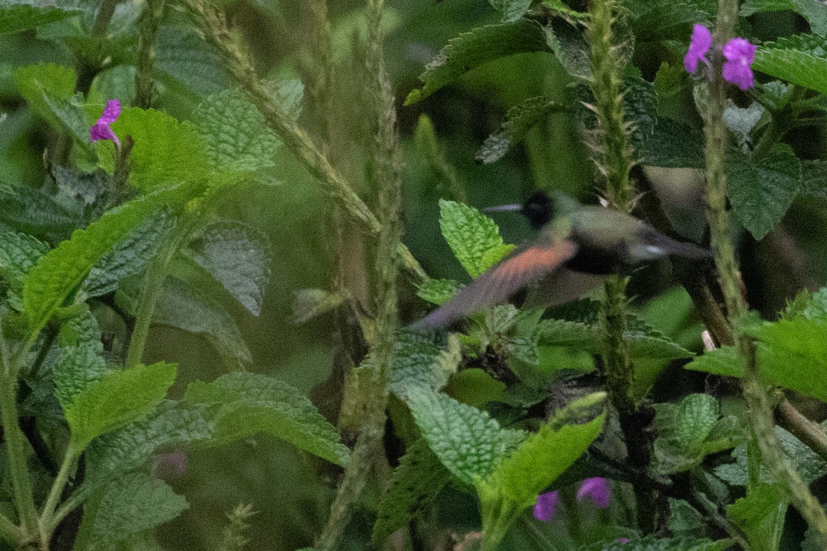 Colibri à ventre noir - ML351579171