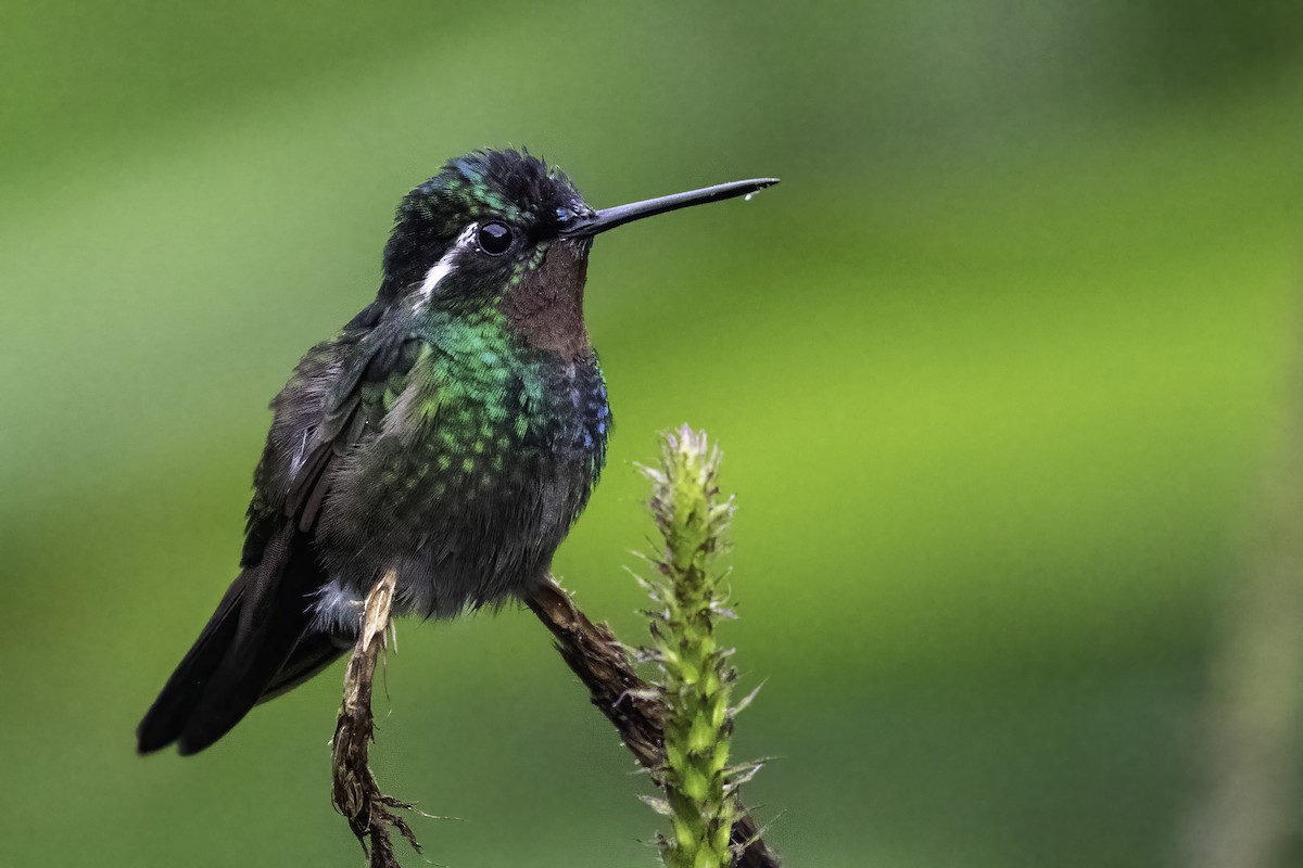 Colibri à gorge pourprée - ML351581311