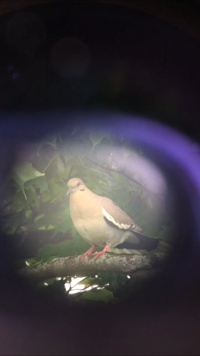 White-winged Dove - ML351584151