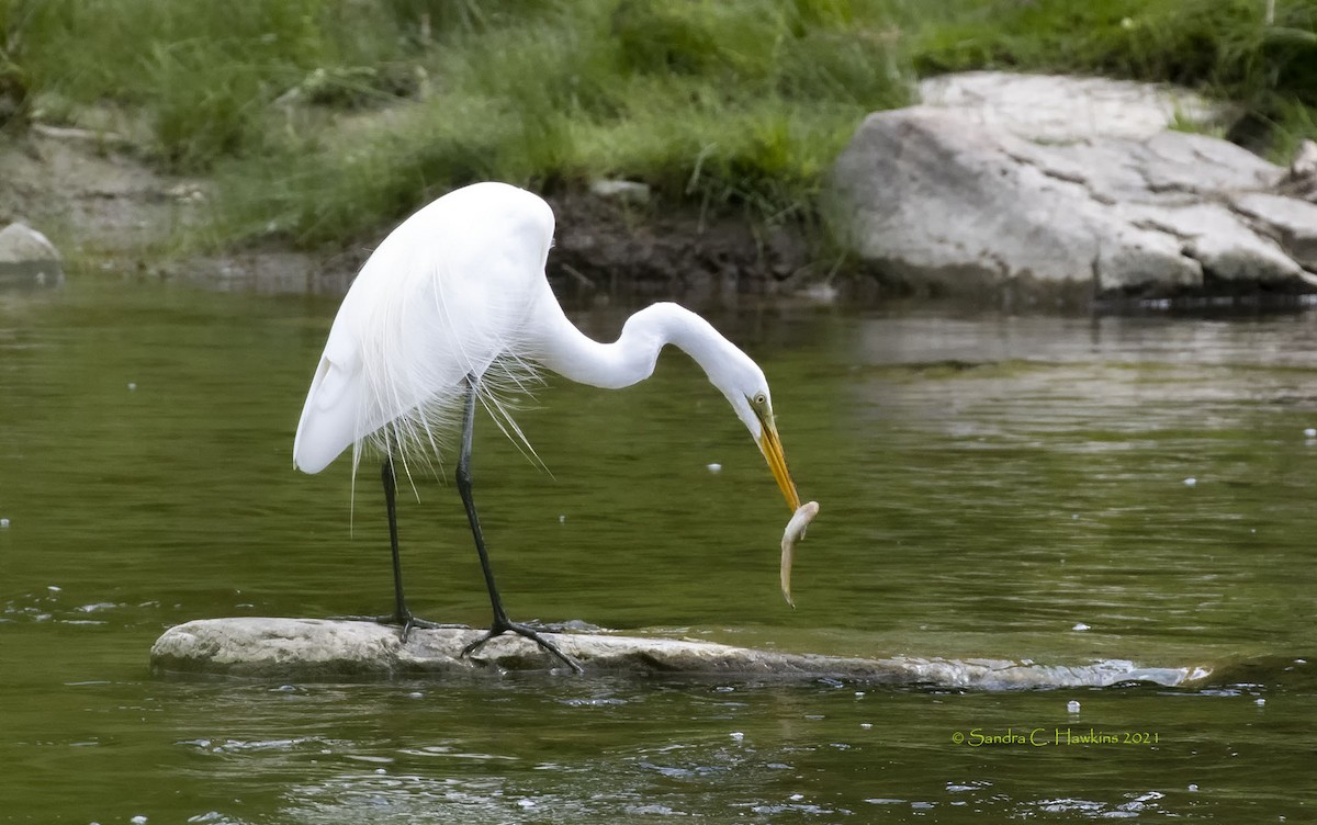 Great Egret - ML351584221