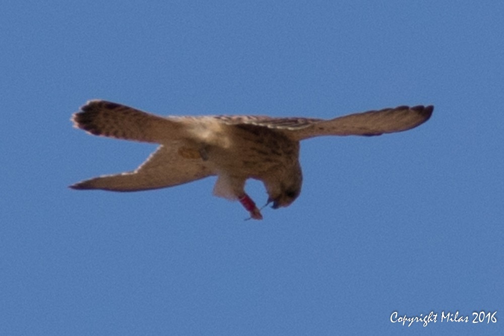 Eurasian Kestrel - ML35158451