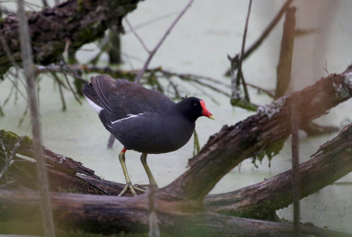 Common Gallinule - Jay McGowan