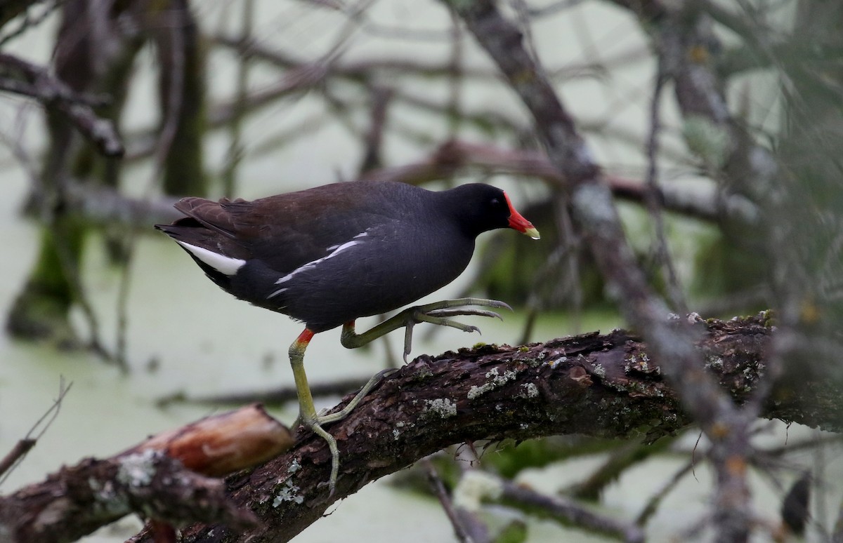 Common Gallinule - Jay McGowan