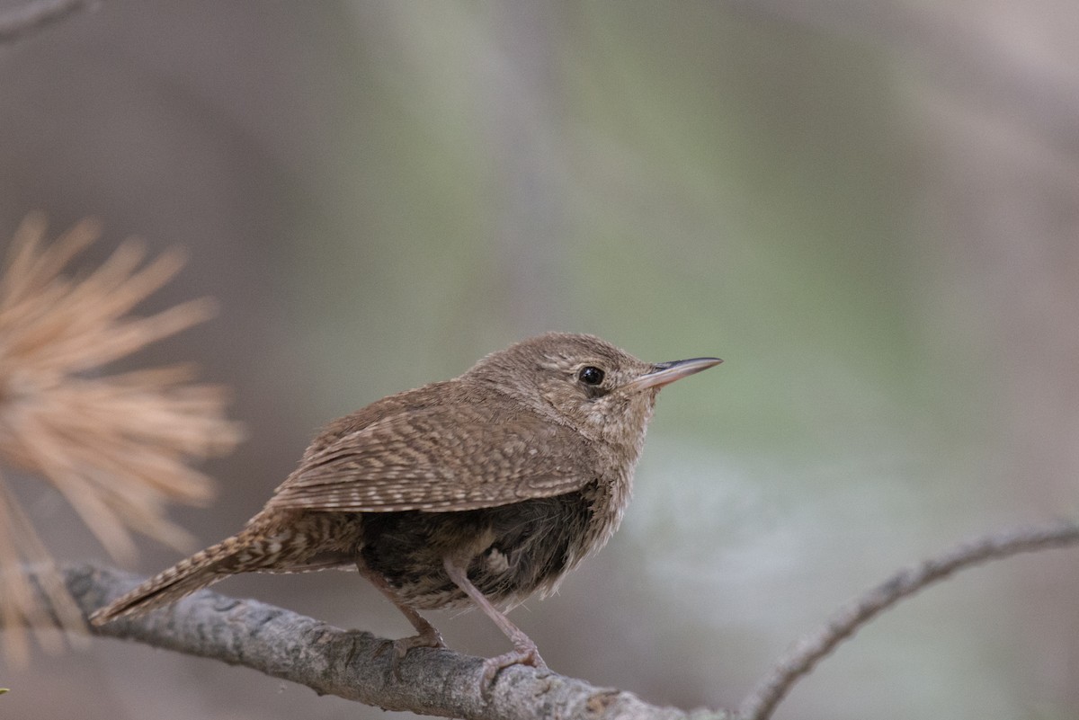 House Wren (Northern) - ML351586551