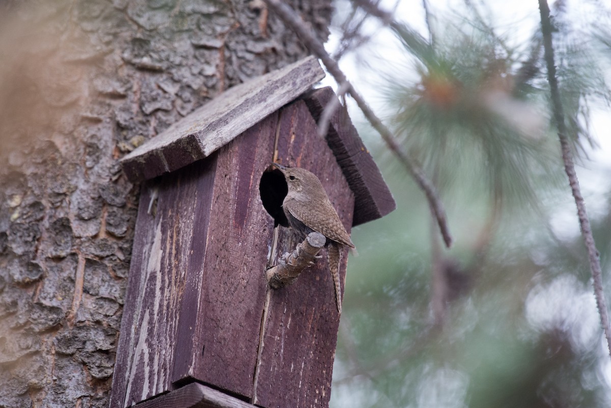 House Wren (Northern) - ML351586871