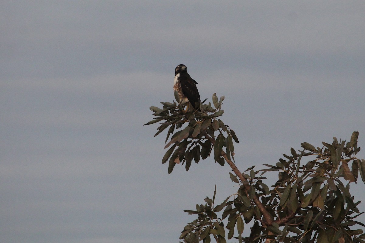 White-tailed Hawk - Suzanne Vargas