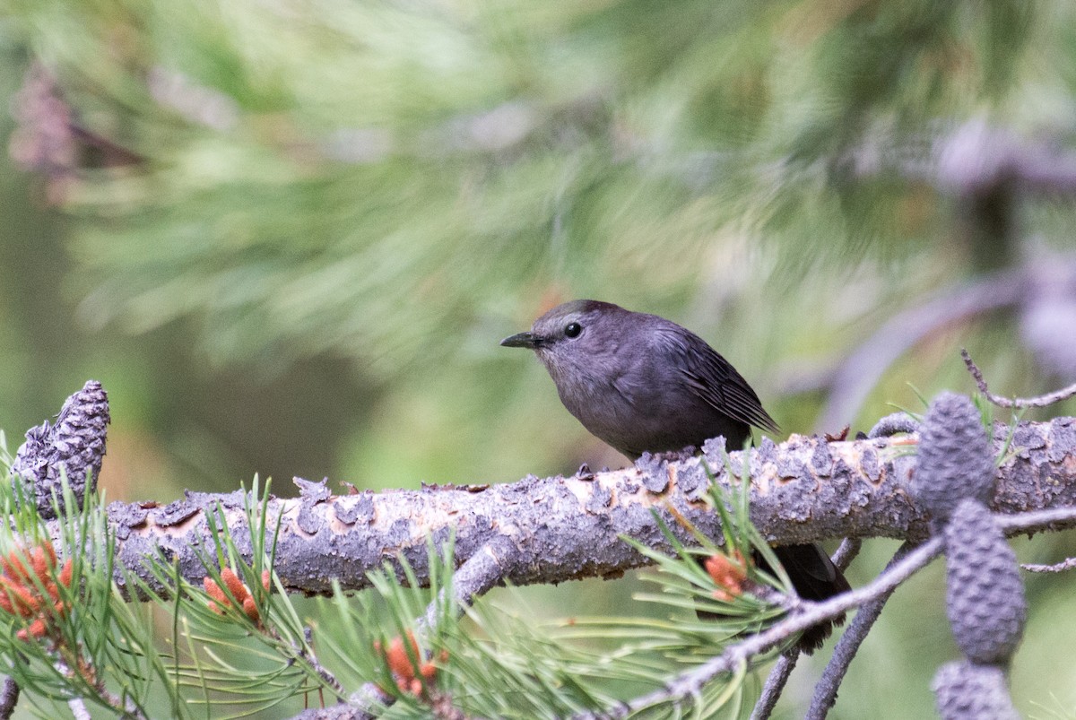 Gray Catbird - Herb Elliott