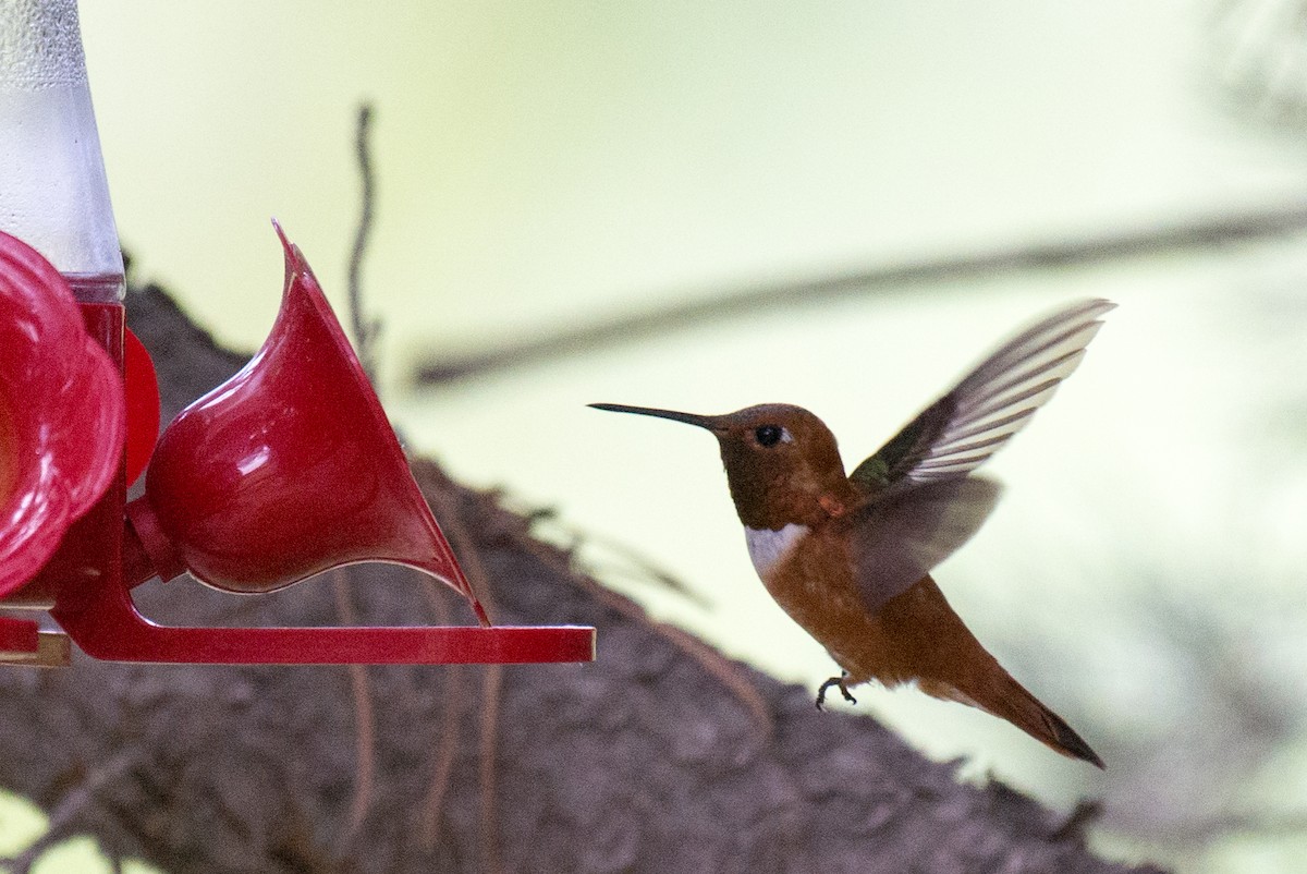 Rufous Hummingbird - ML351588091