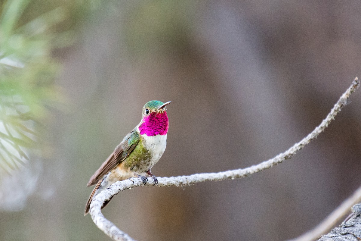 Broad-tailed Hummingbird - Herb Elliott