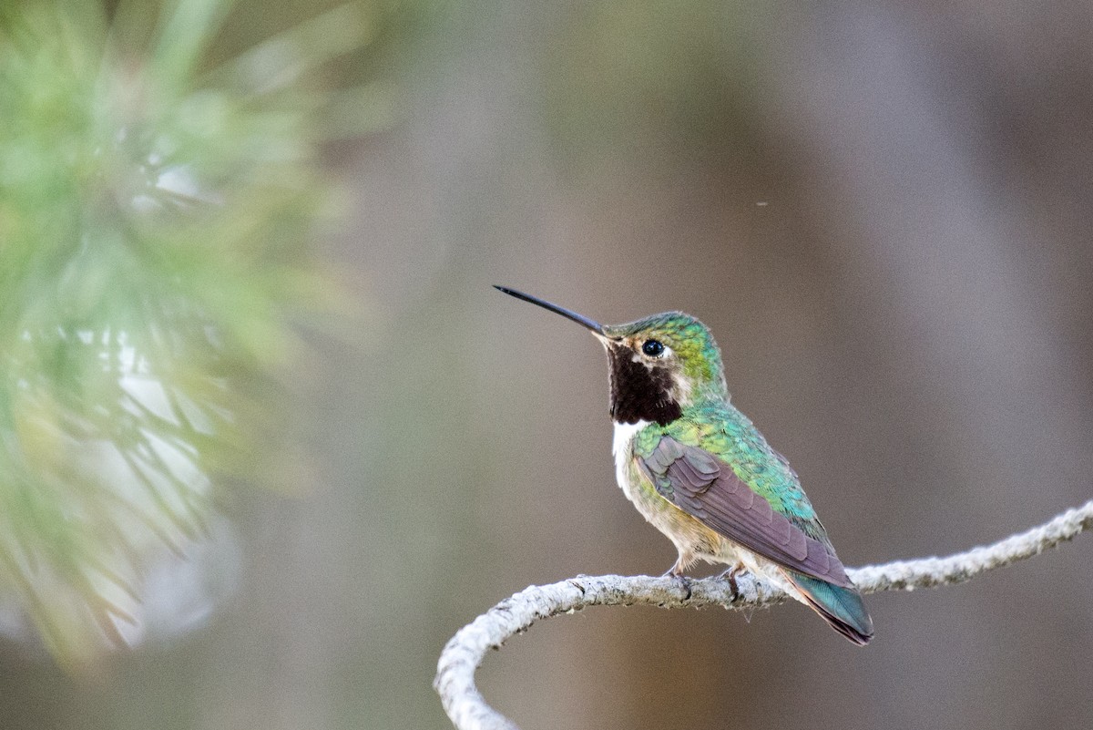 Colibri à queue large - ML351588431