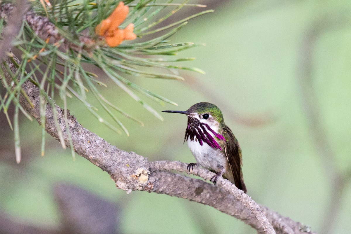 Colibrí Calíope - ML351588791