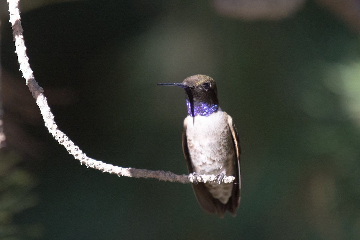 Colibri à gorge noire - ML351589091