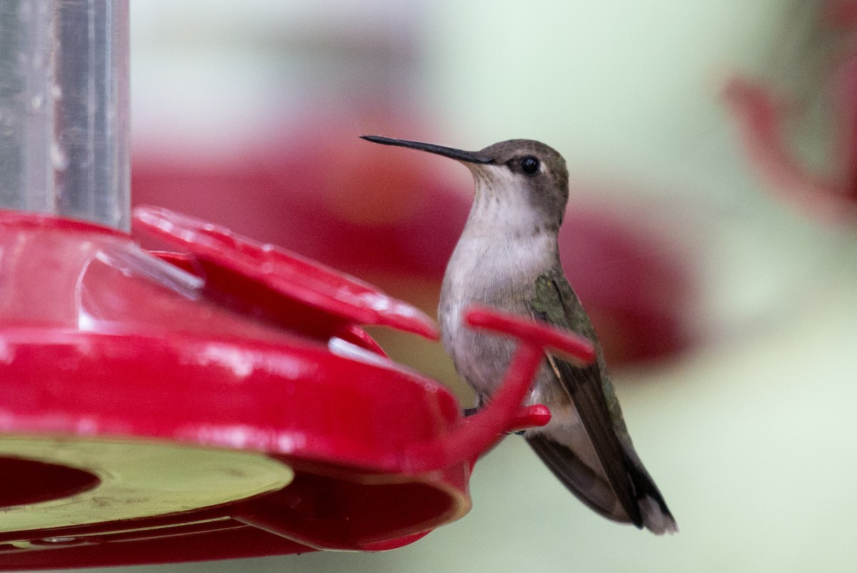 Black-chinned Hummingbird - Herb Elliott