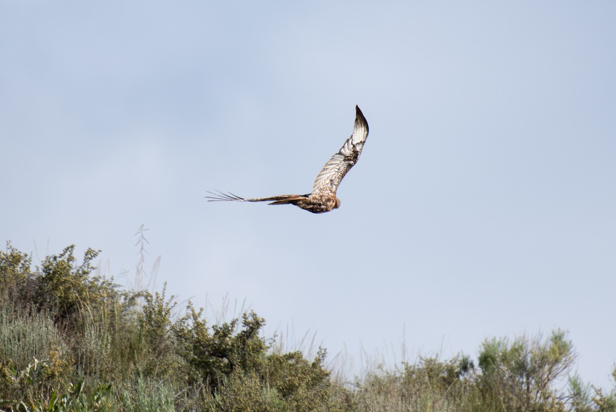 Red-tailed Hawk - ML351589241