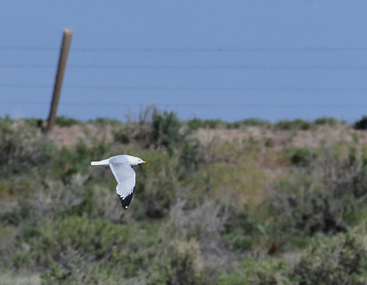 Ring-billed Gull - ML351591711