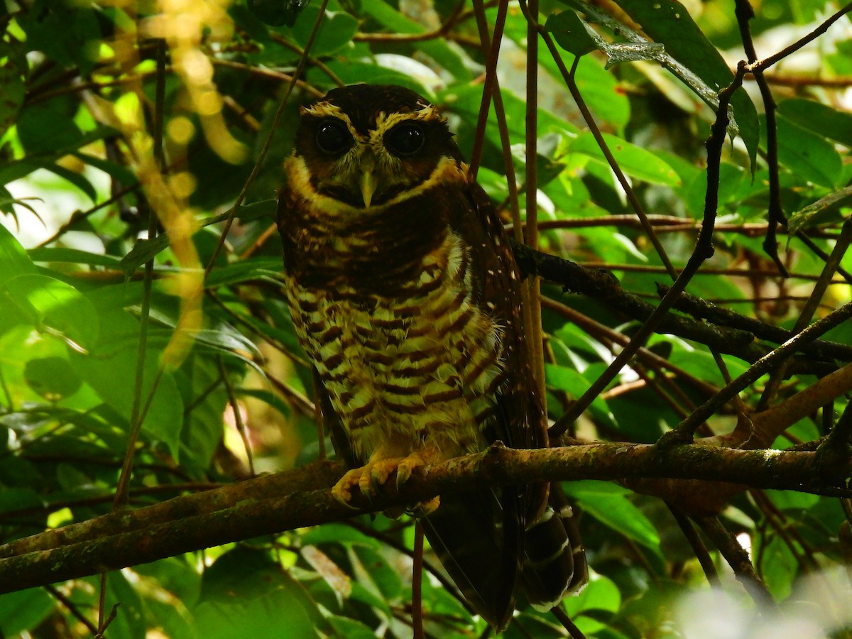 Band-bellied Owl - Eyiver Oyola Oviedo