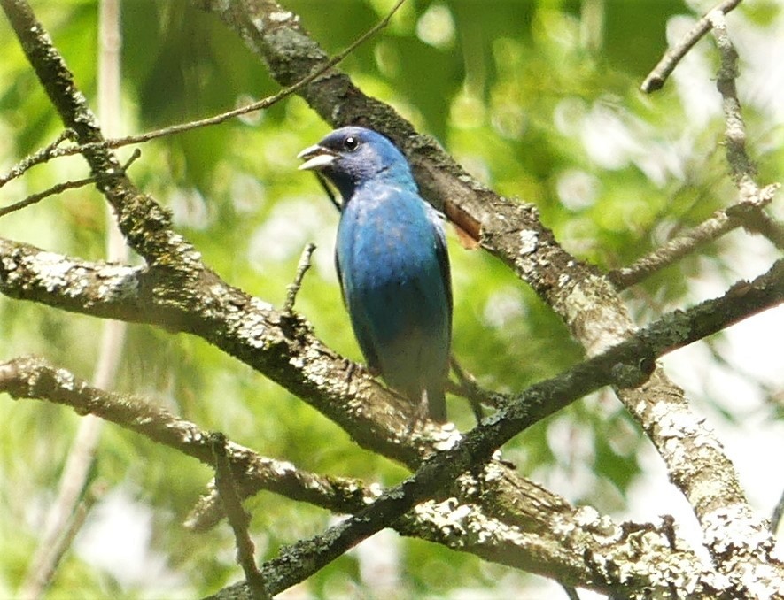 Indigo Bunting - ML351593071