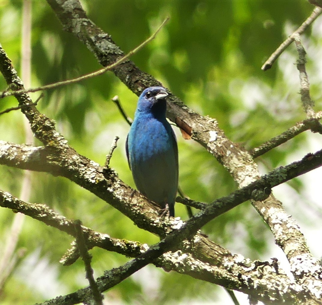 Indigo Bunting - ML351593101