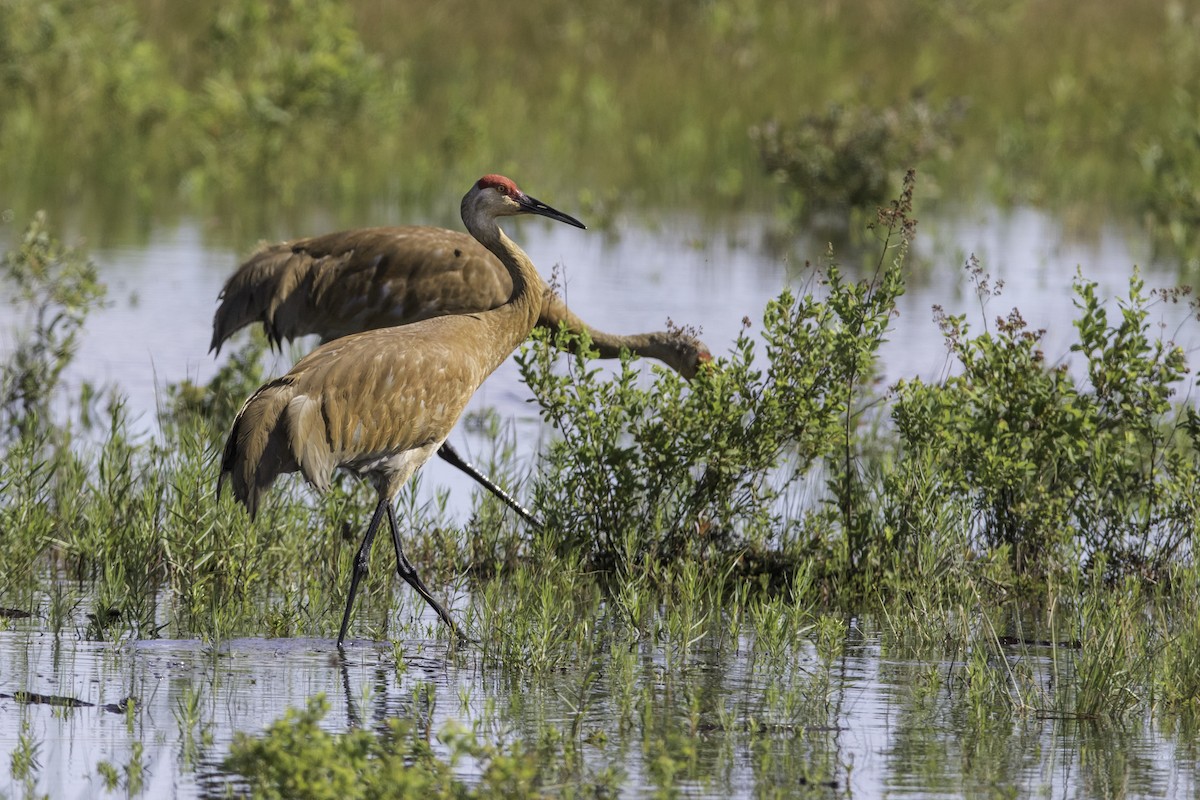 Sandhill Crane - ML351593971