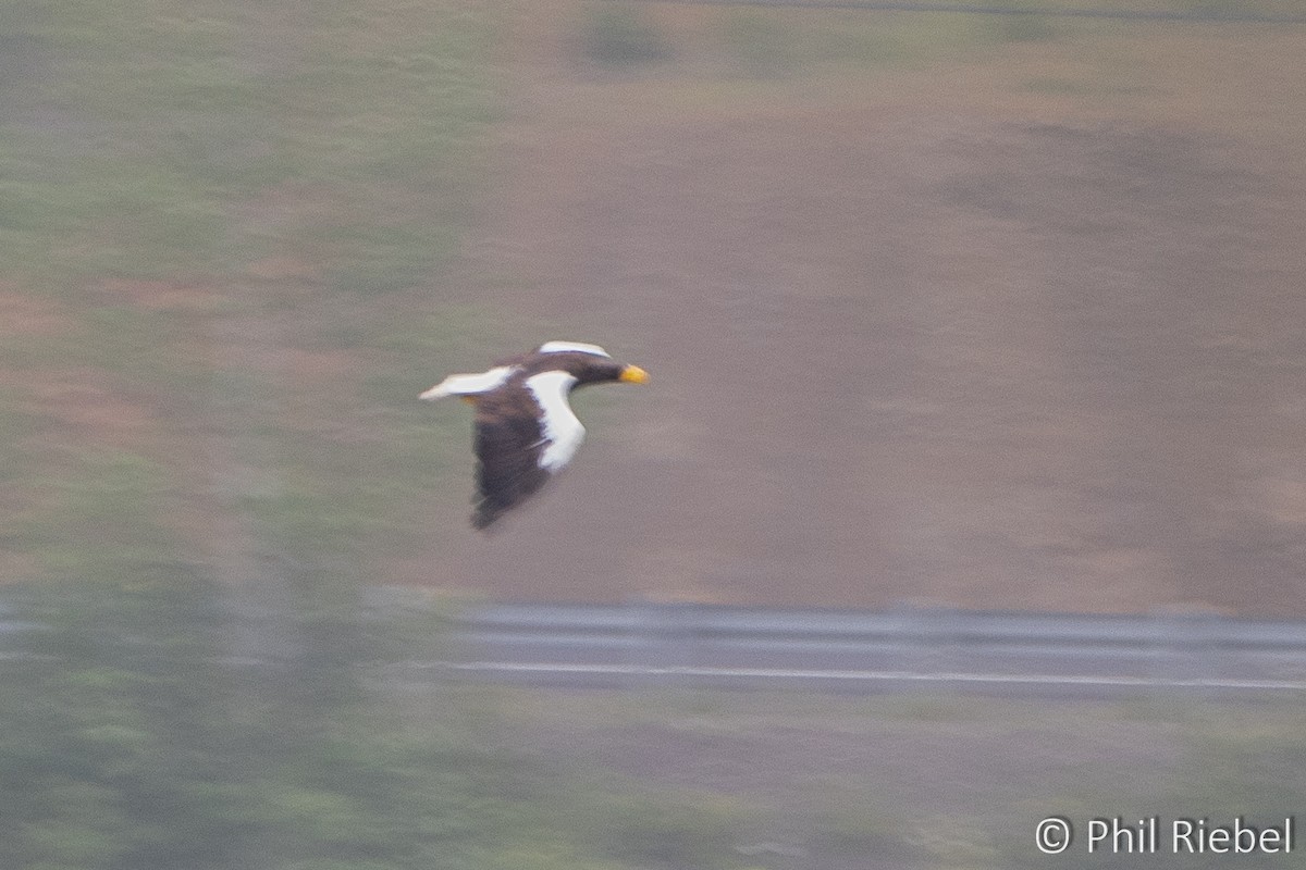 Steller's Sea-Eagle - Pam Watters