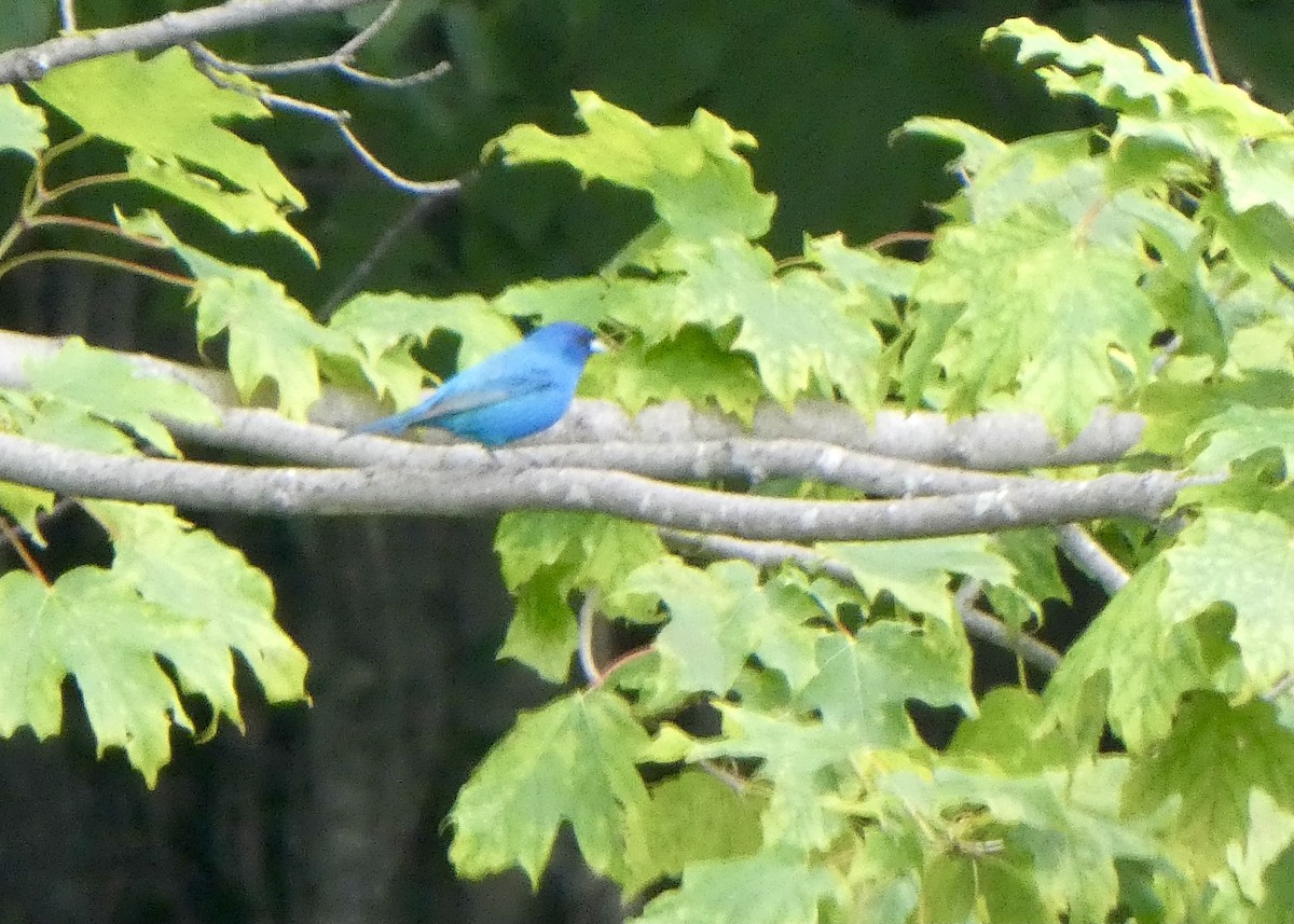 Indigo Bunting - ML351595711