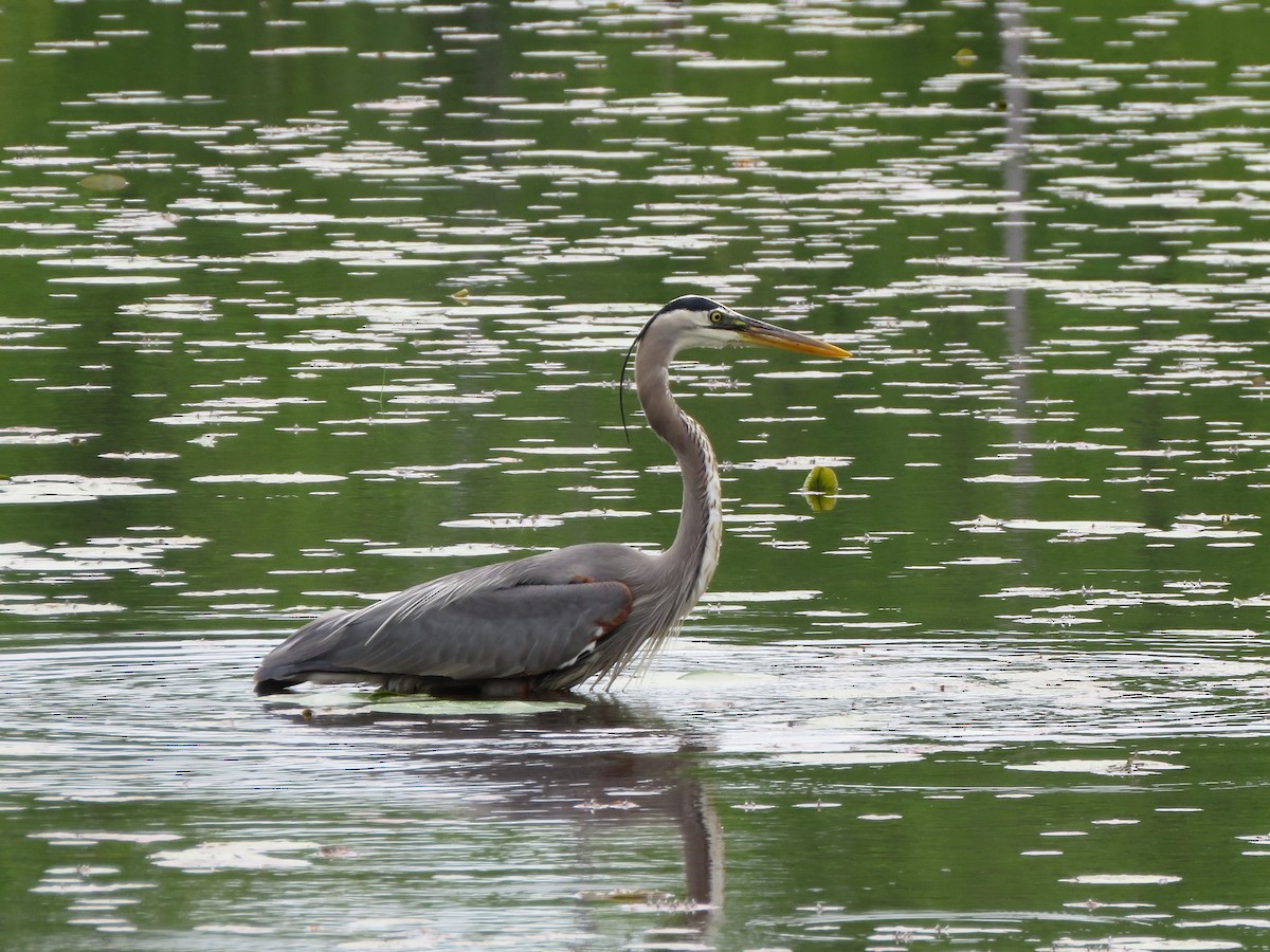 Great Blue Heron - ML351596221