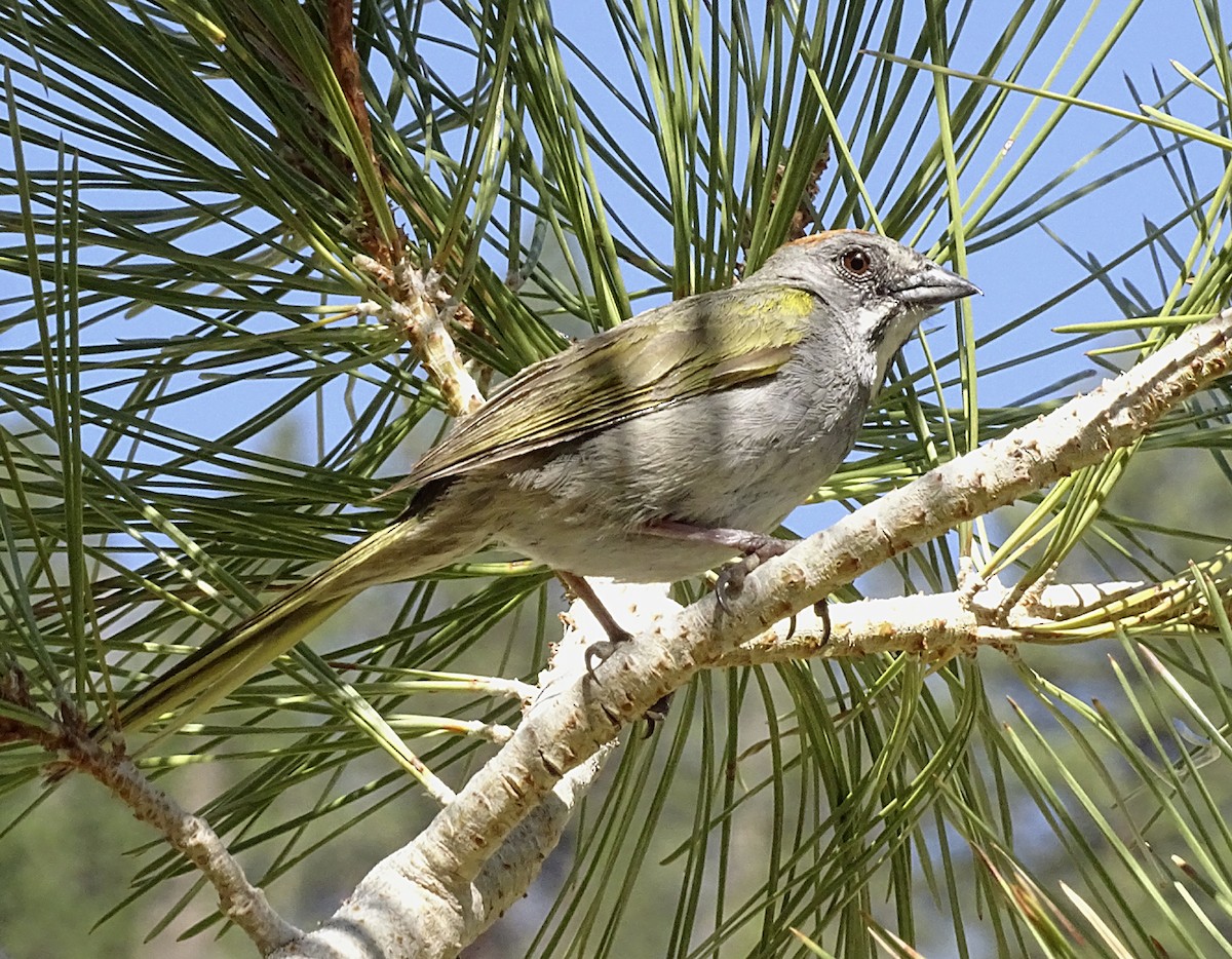 Green-tailed Towhee - ML351597991