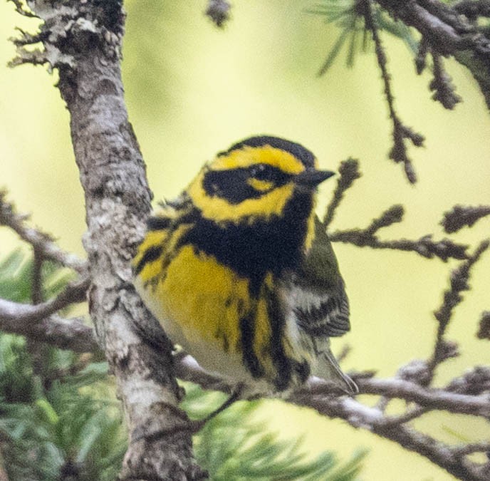 Townsend's Warbler - ML351599381