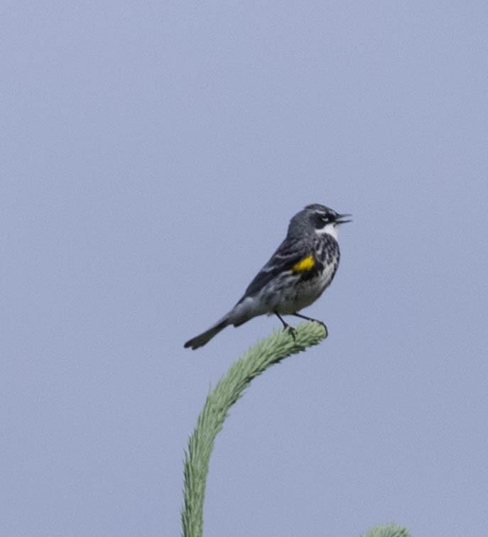 Yellow-rumped Warbler - ML351599541